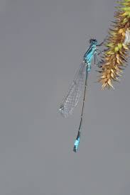 Attēlu rezultāti vaicājumam “Ischnura elegans”