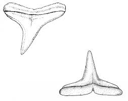 Image result for Carcharhinus brevipinna