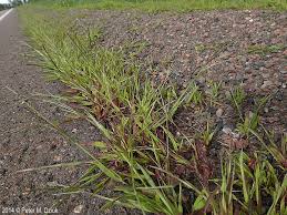 Attēlu rezultāti vaicājumam “Digitaria ischaemum”
