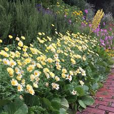 Attēlu rezultāti vaicājumam “Anthemis tinctoria flower”