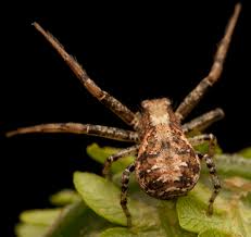 Attēlu rezultāti vaicājumam “Xysticus ulmi adult”