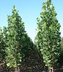 Attēlu rezultāti vaicājumam “Liriodendron tulipifera”