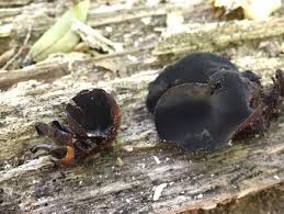 Attēlu rezultāti vaicājumam “Ionomidotis irregularis”