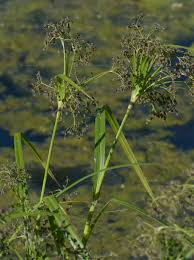 Attēlu rezultāti vaicājumam “Scirpus sylvaticus leaf”
