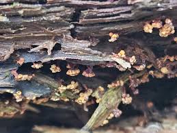 Attēlu rezultāti vaicājumam “Metatrichia vesparia stalked”