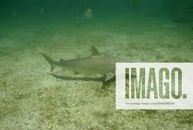 Image result for Carcharhinus acronotus