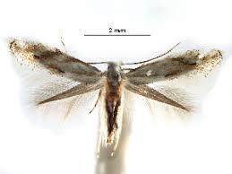 Attēlu rezultāti vaicājumam “Bucculatrix rhamniella”