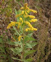 Attēlu rezultāti vaicājumam “Solidago canadensis fruit”