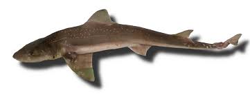 Image result for Mustelus asterias