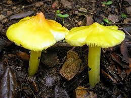 Attēlu rezultāti vaicājumam “Hygrocybe acutoconica”