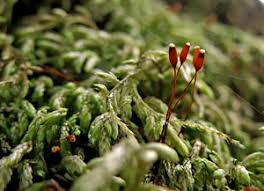 Attēlu rezultāti vaicājumam “Isothecium alopecuroides sporophyte”