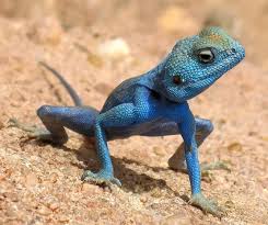 Attēlu rezultāti vaicājumam “Reptilia”