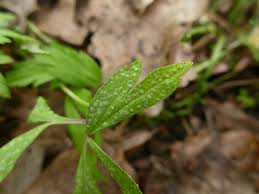 Attēlu rezultāti vaicājumam “Ochropsora ariae”