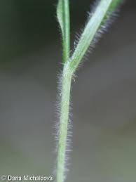 Attēlu rezultāti vaicājumam “Brachypodium sylvaticum fruit”