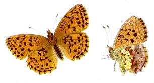 Attēlu rezultāti vaicājumam “Brenthis daphne”