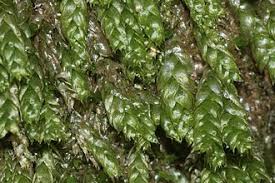 Attēlu rezultāti vaicājumam “Plagiothecium cavifolium”