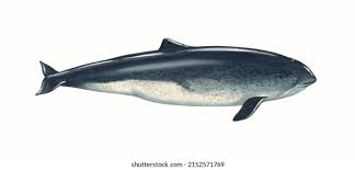 Image result for Phocoena phocoena