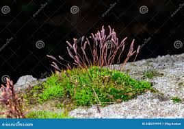 Attēlu rezultāti vaicājumam “Ceratodon purpureus sporophyte”