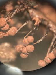 Attēlu rezultāti vaicājumam “Cribraria sp.”