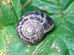 Attēlu rezultāti vaicājumam “Mollusca”