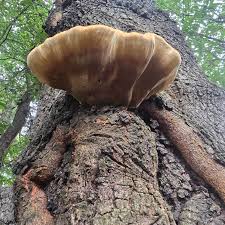 Attēlu rezultāti vaicājumam “Hapalopilus croceus”