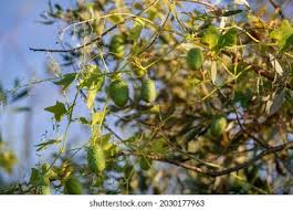 Attēlu rezultāti vaicājumam “Echinocystis lobata fruit”