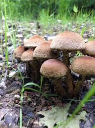 Attēlu rezultāti vaicājumam “Psathyrella lacrymabunda”