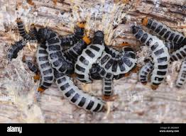 Attēlu rezultāti vaicājumam “Lygistopterus sanguineus”