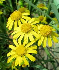 Attēlu rezultāti vaicājumam “Jacobaea vulgaris flower”