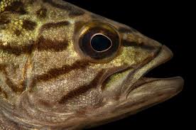 Image result for Micropterus dolomieu