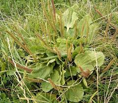 Attēlu rezultāti vaicājumam “Plantago uniflora”