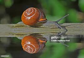 Attēlu rezultāti vaicājumam “Helicidae”