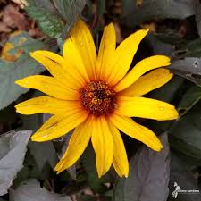 Image result for Heliopsis scabra