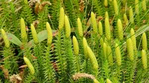 Attēlu rezultāti vaicājumam “Lycopodium annotinum”