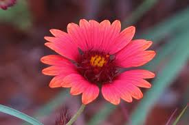 Image result for Gaillardia amblyodon