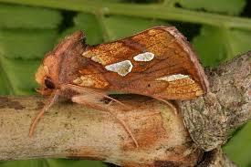 Attēlu rezultāti vaicājumam “Plusia festucae”