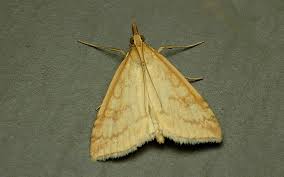 Attēlu rezultāti vaicājumam “Udea lutealis”