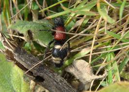 Attēlu rezultāti vaicājumam “Mutilla europaea”