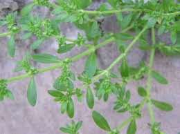 Attēlu rezultāti vaicājumam “Herniaria glabra”