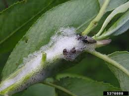 Attēlu rezultāti vaicājumam “Aphrophora salicina”