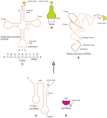 Image result for the end of the t-loop structure