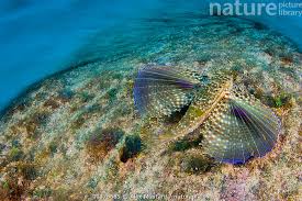 Image result for Dactylopterus volitans