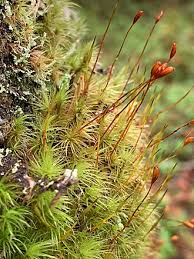 Attēlu rezultāti vaicājumam “Dicranales”