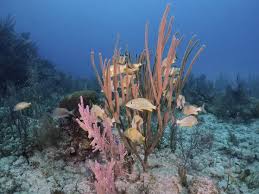 Image result for Haemulon sciurus