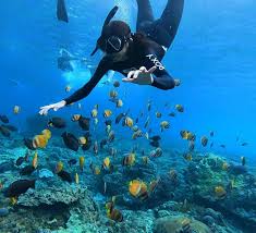 Image result for East Snorkellers