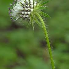 Image result for Dipsacus pilosus