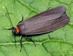 Attēlu rezultāti vaicājumam “Atolmis rubricollis”