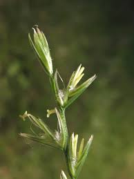 Attēlu rezultāti vaicājumam “Lolium perenne”