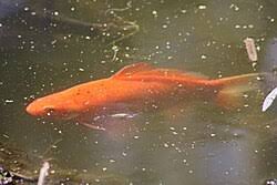 Attēlu rezultāti vaicājumam “Carassius auratus”