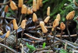 Attēlu rezultāti vaicājumam “Heyderia abietis”